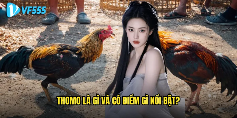 Tại sao đá gà Thomo vf555 lại được ưa chuộng đến vậy? 2 Thomo là gì và có điểm gì nổi bật?