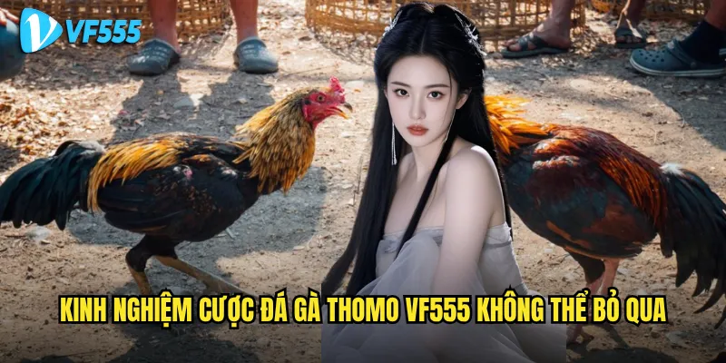 Tại sao đá gà Thomo vf555 lại được ưa chuộng đến vậy? 3 Kinh nghiệm cược đá gà Thomo vf555 không thể bỏ qua