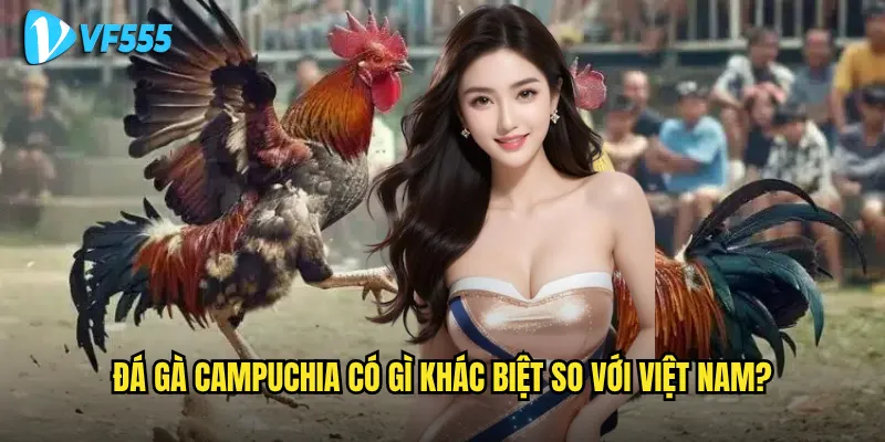 Có nên tham gia đá gà Campuchia vf555 để kiếm lời? 2 Đá gà Campuchia có gì khác biệt so với Việt Nam?