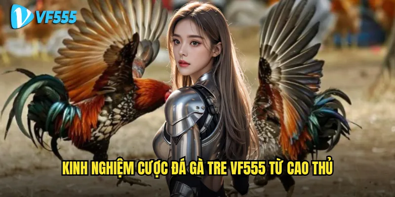 Đá gà tre vf555 có thực sự hấp dẫn như lời đồn không? 3 Kinh nghiệm cược đá gà tre vf555 từ cao thủ