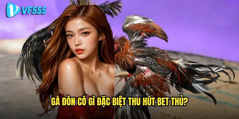 Làm sao để nhận biết đá gà đòn vf555 chất lượng cao? 2 Gà đòn có gì đặc biệt thu hút bet thủ?